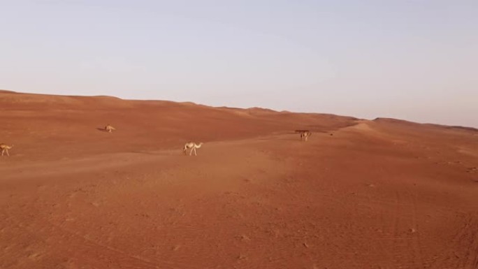 阿曼沙漠中的空中骆驼
