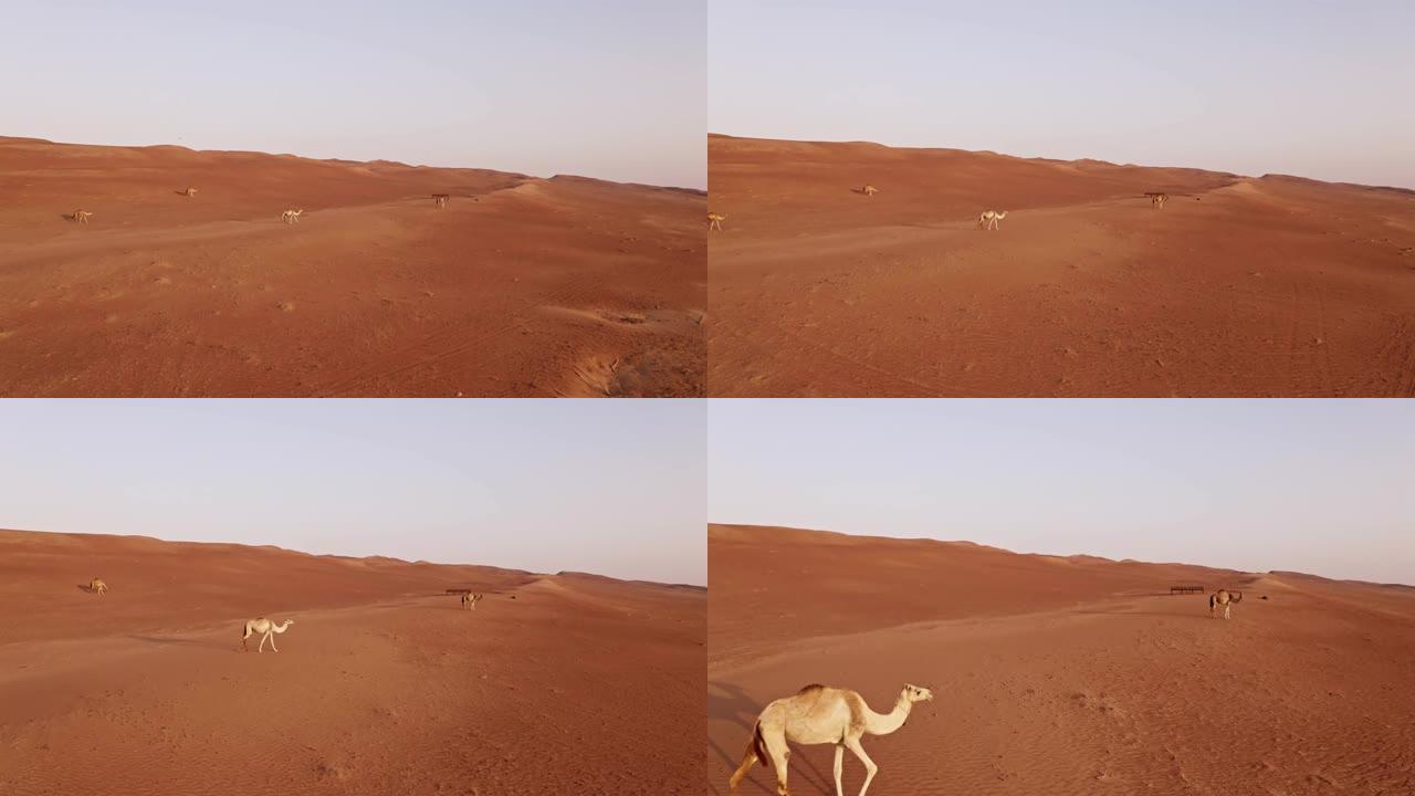 阿曼沙漠中的空中骆驼