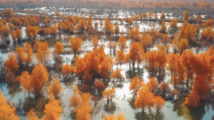 新疆鸟瞰图湿地沼泽秋景航拍秋天金黄树林唯