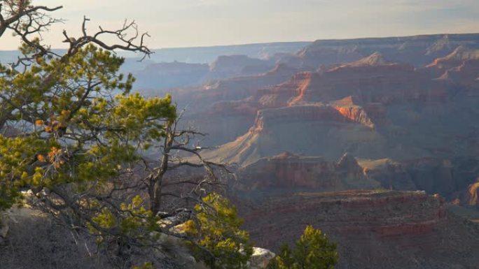 摄像机从一棵树后面移动，在那里可以看到大峡谷的壮丽景色。日落光线照亮大峡谷中的红色岩石。稳定，4K
