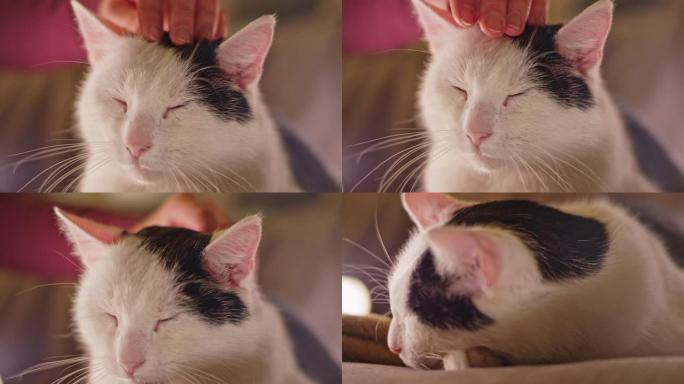 手抚摸猫抚摸宠物猫撸猫