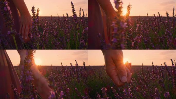拉库女人的手在日落时爱抚薰衣草花
