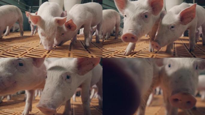 几只猪正在嗅探地板和相机