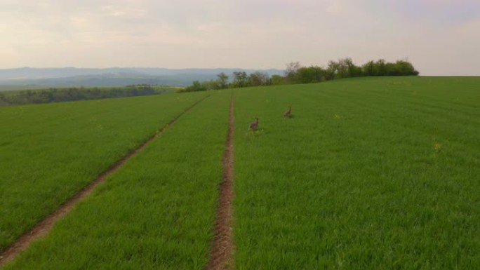 空中两只野兔在草地上奔跑