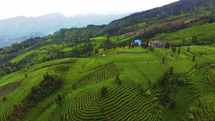 茶园美丽的风景绿水青山茶山梯田田园风光