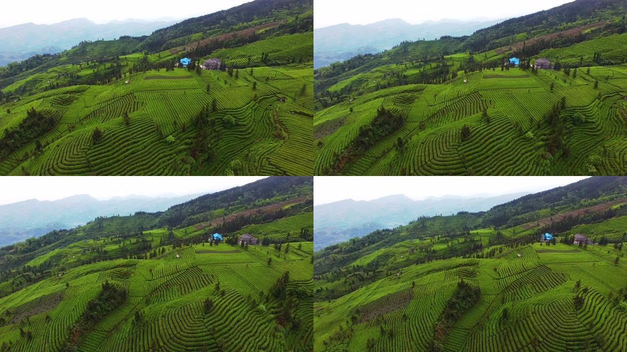 茶园美丽的风景绿水青山茶山梯田田园风光