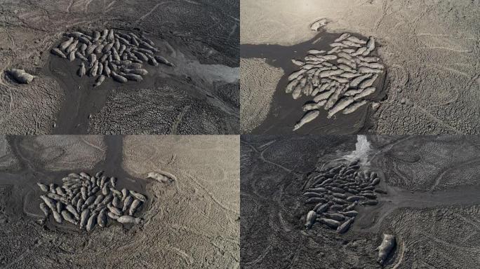 由于干旱和气候变化，博茨瓦纳奥卡万戈三角洲，绝望的河马荚在干燥的恩加米湖中寻求庇护的剩余泥浆的空中圆