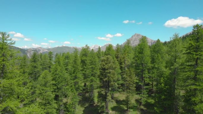 空中: 飞过云杉，可以看到法国阿尔卑斯山和绿色植物。