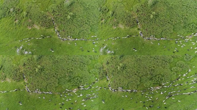 羊群在风景如画的山野上吃草