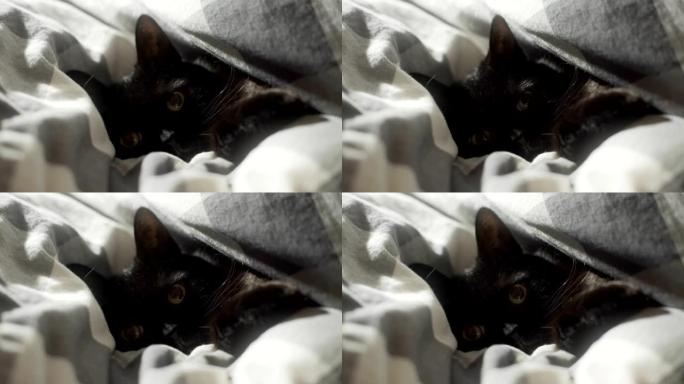 黑猫蜷缩在床上的毯子里。