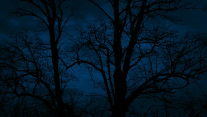 在多风的夜晚，黑暗的树体