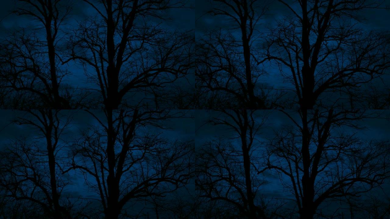 在多风的夜晚，黑暗的树体