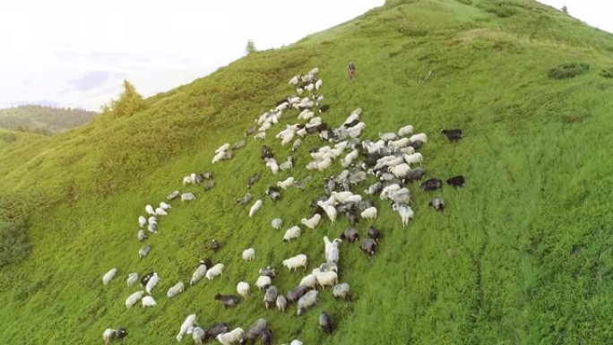 在阳光明媚的背景上，一群羊在山上的飞行