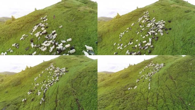 在阳光明媚的背景上，一群羊在山上的飞行