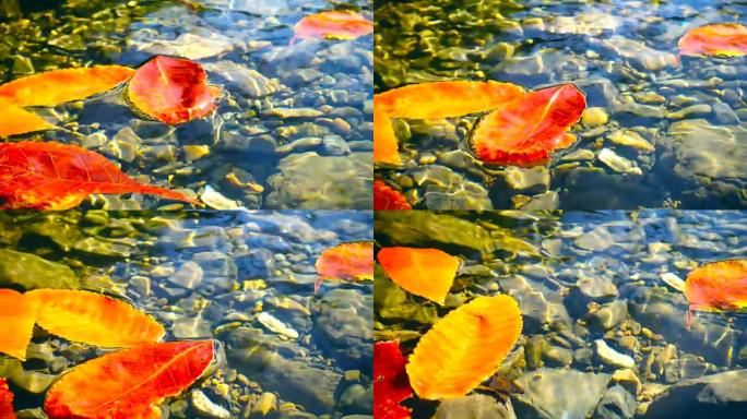 水中的红色落叶水中的红色落叶秋天