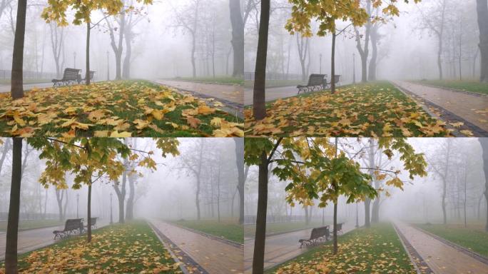 公园里充满空气的秋天雾蒙蒙的早晨。在两个砖砌人行道之间的黄色叶子上方抬起。UHD