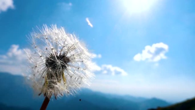 吹风蒲公英风吹蒲公英飞走蒲公英飞向远方