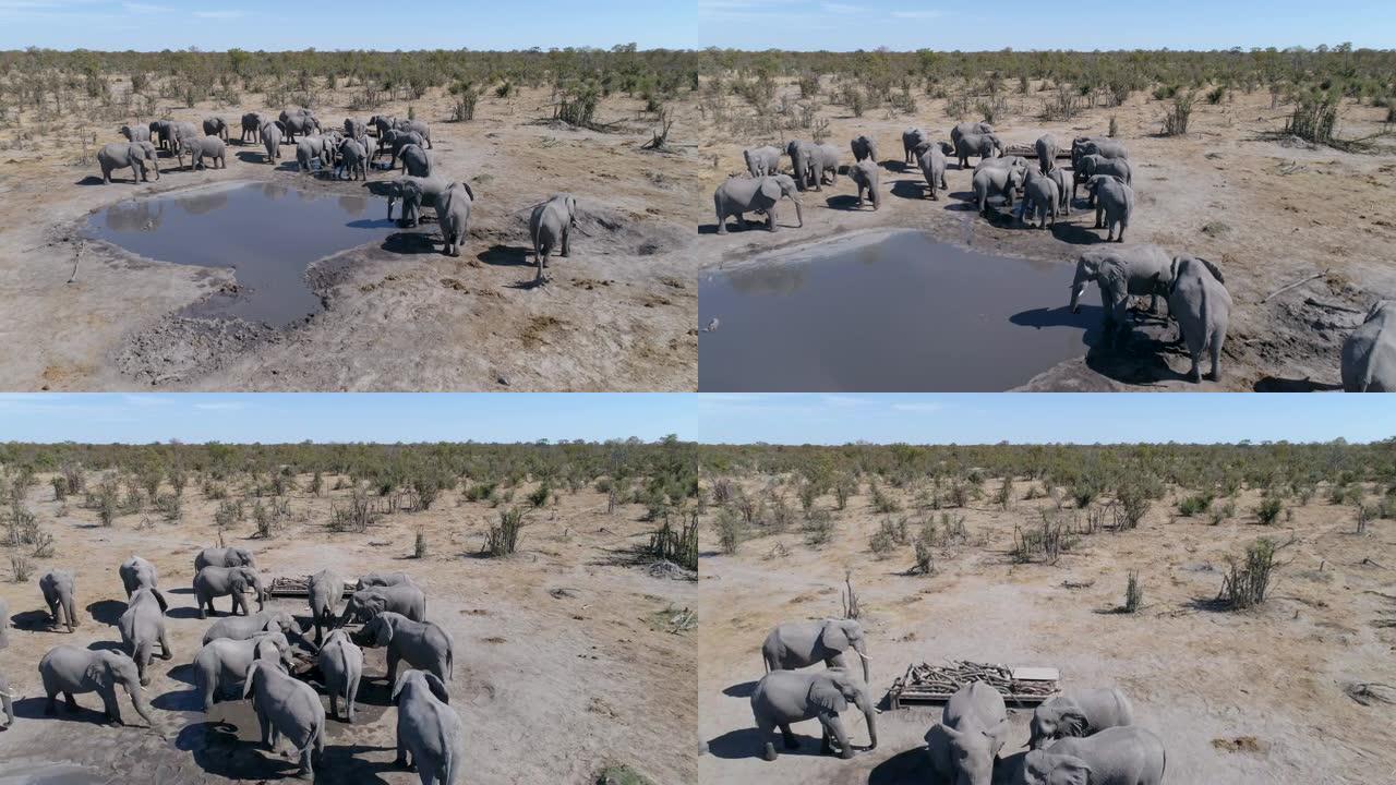 4k空中特写镜头飞越博茨瓦纳Khwai私人保护区鬣狗潘地下摄影隐藏的一群大象的视线