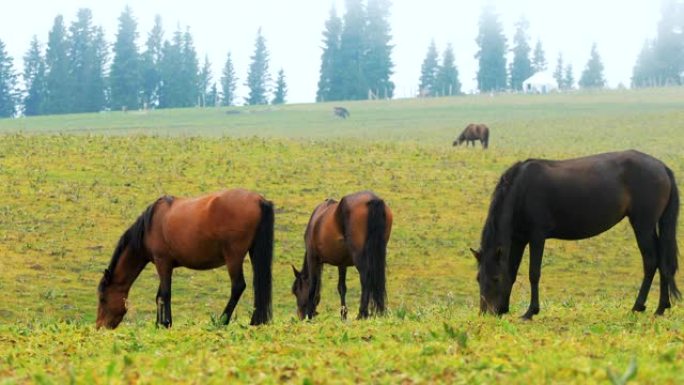 农场上的马匹繁殖农场上马匹繁殖放牧