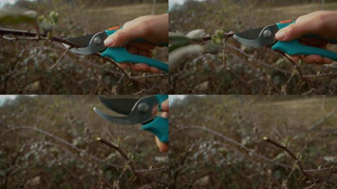 特写镜头，dop: 园丁在修剪玫瑰的同时用剪刀夹住树枝。