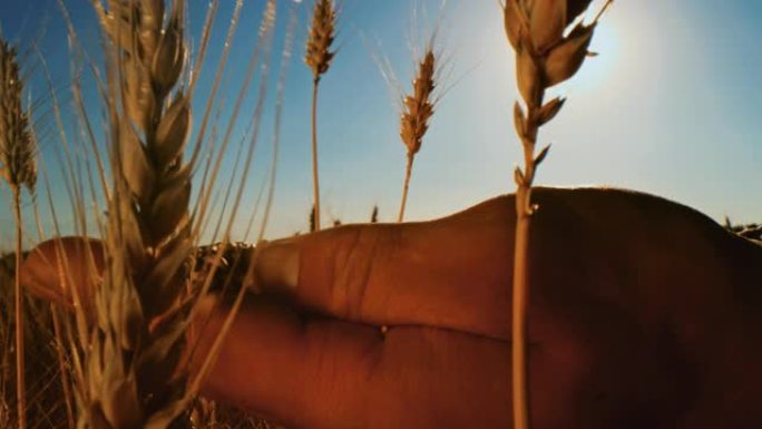 DS农民用手在田间筛选小麦谷物