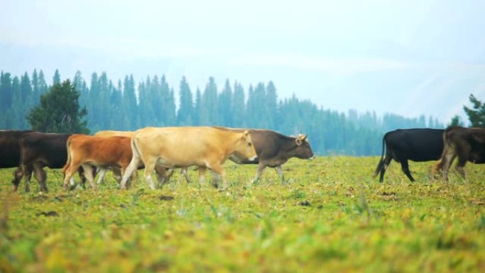 在草原上行走的牛草原牛群特写