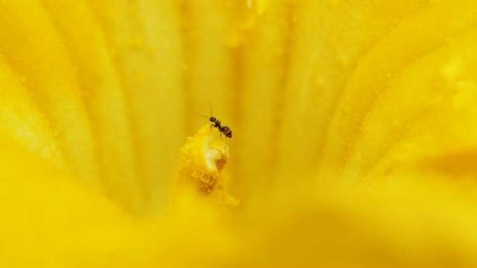 两只蚂蚁在南瓜花的雄蕊上吃花内的花粉，4k