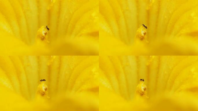 两只蚂蚁在南瓜花的雄蕊上吃花内的花粉，4k