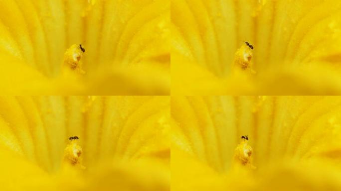 两只蚂蚁在南瓜花的雄蕊上吃花内的花粉，4k