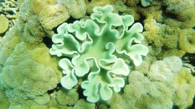 珊瑚虽然看起来像植物，但实际上是动物
