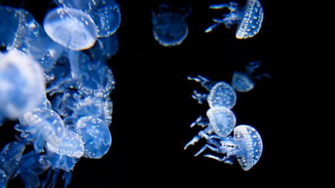 水母水母游泳透明水母视频素材