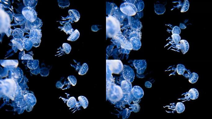 水母水母游泳透明水母视频素材
