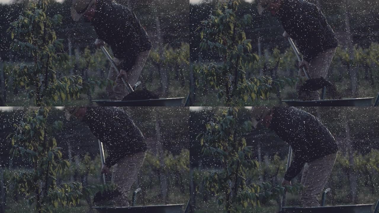 MS男性农民在多雨的果园里种植果树