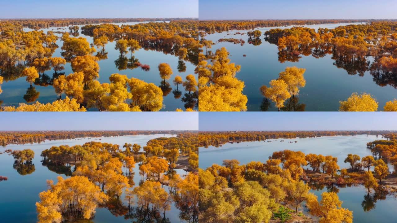 新疆鸟瞰图水上丛林金黄树叶秋季景观