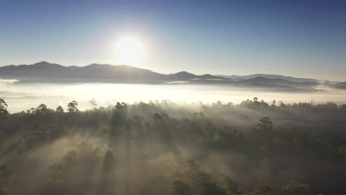薄雾笼罩的森林中的日出，早晨无人驾驶飞机飞越森林的壮丽景色。