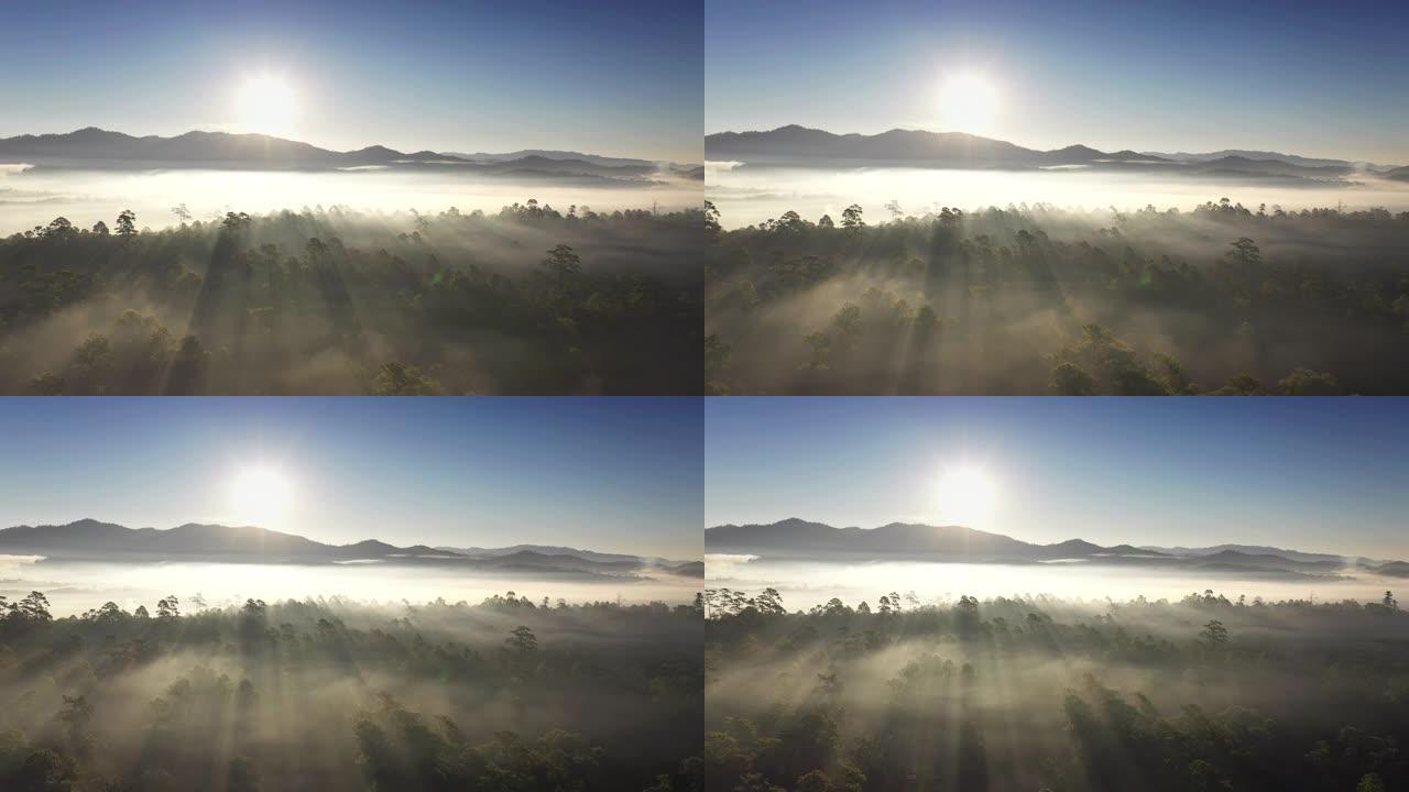 薄雾笼罩的森林中的日出，早晨无人驾驶飞机飞越森林的壮丽景色。