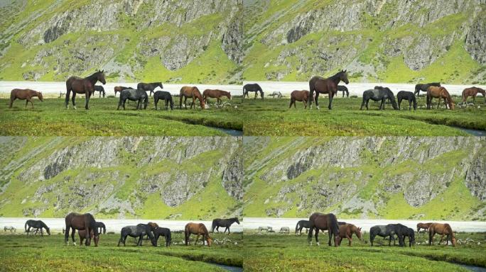 天山上的野马在吃绿草。4 k, UHD