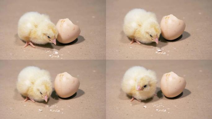 新生鸡想啄一块蛋壳