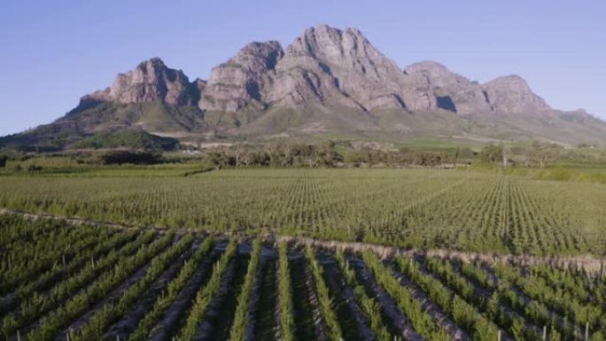 南非西开普省一个葡萄酒庄园上风景如画的山脉和葡萄园的4k美丽风景鸟瞰图
