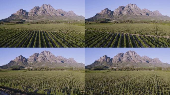 南非西开普省一个葡萄酒庄园上风景如画的山脉和葡萄园的4k美丽风景鸟瞰图