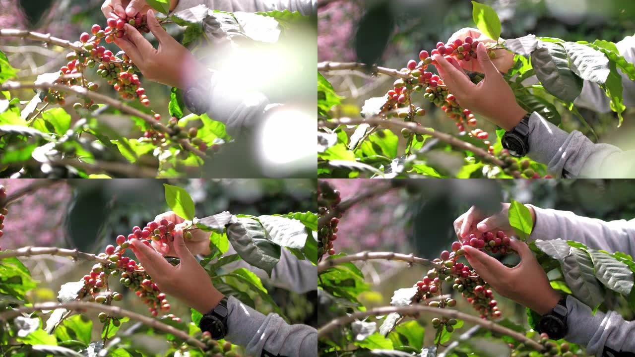 农夫用手采摘成熟的罗布斯塔咖啡浆果，慢镜头