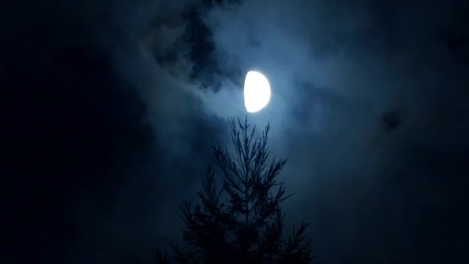 月亮与松树在附近月亮与松树在附近