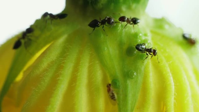 一群蚂蚁在花上寻找食物的特写镜头，4k，