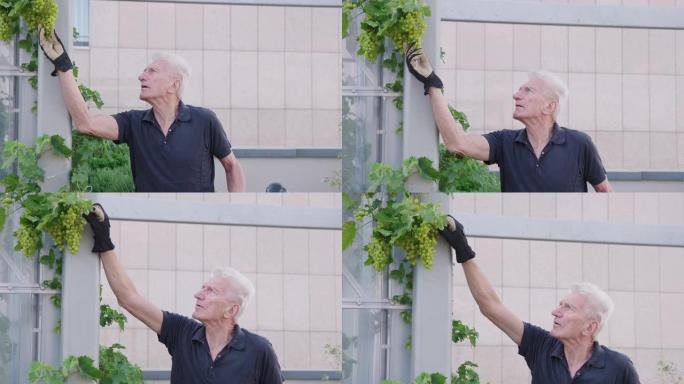 老人在花园里检查葡萄藤