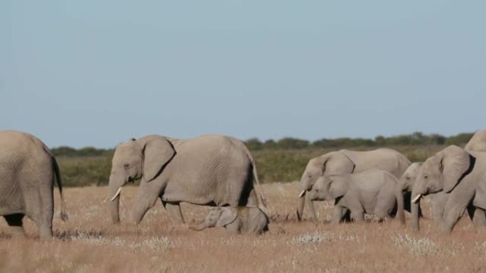 纳米比亚埃托沙国家公园，一群正在繁殖的大象在丛林草原上行走的4K近距离镜头