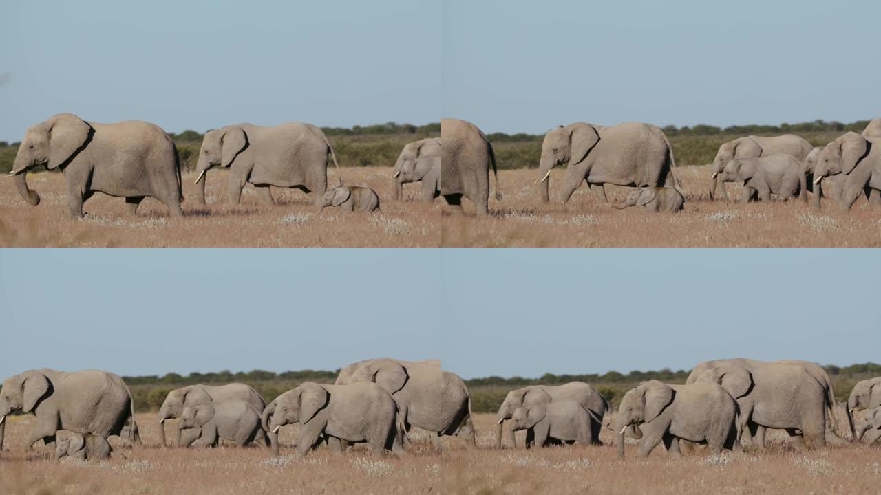 纳米比亚埃托沙国家公园，一群正在繁殖的大象在丛林草原上行走的4K近距离镜头
