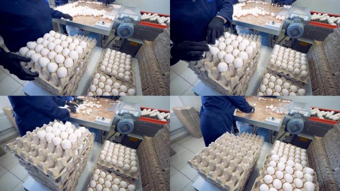 工人将鸡蛋放入农场金属输送机附近的纸板箱中。4K。