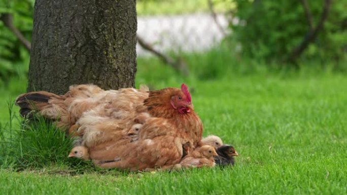 母鸡女士坐在草地上的小鸡上