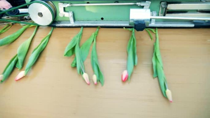 郁金香沿着它移动的切割输送机。花卉产业，花卉生产。