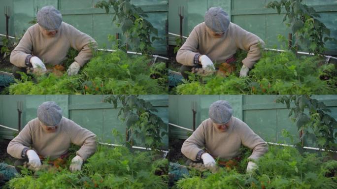 成熟的男人倾向于在蔬菜地种植绿色植物